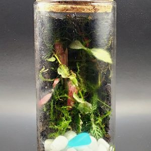 Mini Zen I